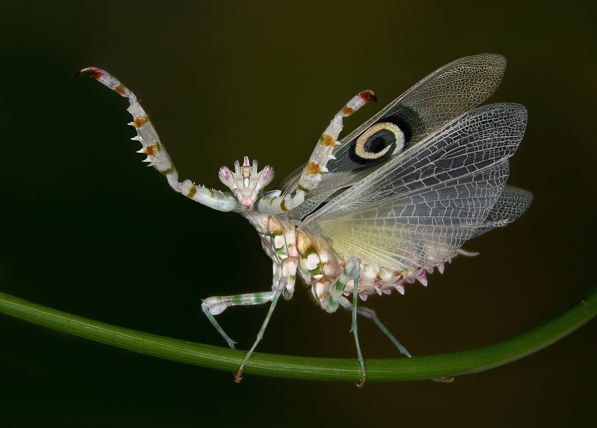 Nature & Wildlife | World Photography Organisation